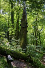 Mountain forest with dead trees, Milseburg, near Hofbieber, Kuppenrhön, Rhön, Hesse, Germany,