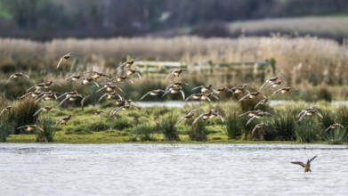 Eurasian Wigeon, Mareca penelope, birds in flight over marshes at winter