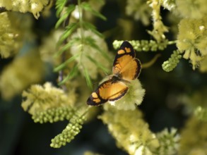 Butterfly of the species Tegosa claudina, seen in Buenos Aires, Argentina, South America