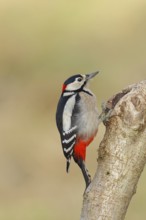 Great spotted woodpecker (Dendrocopos major) male sitting at a water pot in a tree trunk to search