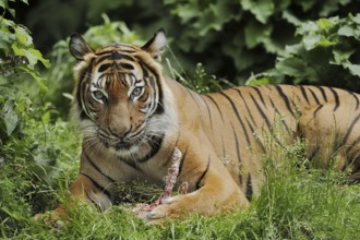 Sumatran tiger (Panthera tigris sumatrae), feeding, captive, occurring on Sumatra, Indonesia, Asia