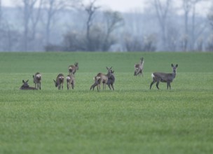 European roe deers (Capreolus capreolus), a group, a jump, in a field, wildlife, Thuringia,