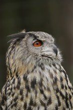 Eurasian eagle-owl (Bubo bubo), portrait, captive, North Rhine-Westphalia, Germany, Europe