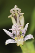 Toad lily (Tricyrtis hirta), flower, ornamental plant, North Rhine-Westphalia, Germany, Europe