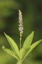 Siberian Giant Speedwell or Candelabra Speedwell (Veronicastrum sibiricum), inflorescence, North