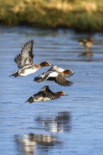 Eurasian Wigeon, (Mareca penelope) birds in flight over frozen water on marshes