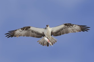 Western osprey (Pandion haliaetus) flying with preyed fish, Everglades National Park, Florida, USA,