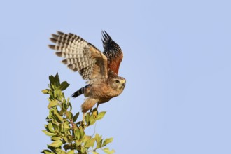 Red-shouldered Hawk (Buteo lineatus) soaring, Everglades National Park, Florida, USA, North America