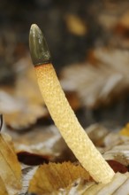 Dog stinkhorn (Mutinus caninus), North Rhine-Westphalia, Germany, Europe