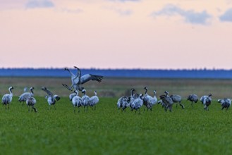 Kraniche auf einem Feld bei Dämmerung, bieten einen Einblick in den jährlichen Vogelzug, Kraniche