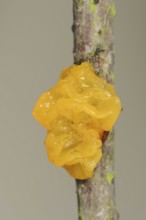 Yellow brain (Tremella mesenterica), North Rhine-Westphalia, Germany, Europe