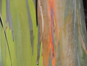 Close-up of bark of rainbow gum (Eucalyptus deglupta), La Amistad National Park, Selva Bananito