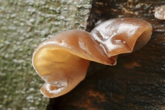 Judas ear or elder mushroom (Hirneola auricula-judae, Auricularia auricula-judae), North