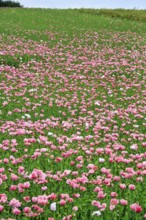 Opium poppy (Papaver somniferum), cultivation of edible poppy, poppy field, pink flowers and seed