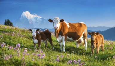 A brown cow and two calves on an alpine meadow, Studio, KI generated, AI generated