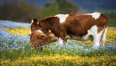 A brown cow and a calf, studio, AI generated