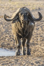 Buffalo, Syncerus caffer, portrait vertical of wild animal facing the camera, full size. Savuti,