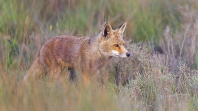 Red fox (Vulpes vulpes) foraging, hunting, on the hunt, in cover, stalking, predator, Central