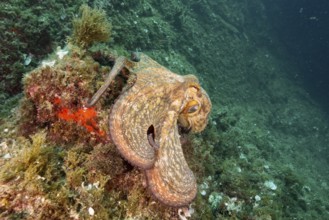 Common Octopus (Octopus vulgaris), common octopus, on a rock covered with algae under water. Dive