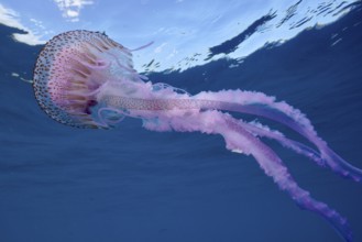 A mauve stinger (Pelagia noctiluca) swims beneath the blue sea surface. Dive site Cap de Creus