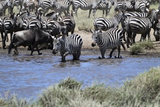 Blue wildebeests (Connochaetes taurinus) and zebras (Equus burchelli) by the pond, Serengeti