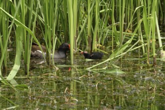 Common moorhen (Gallinula chloropus), May, Germany, Europe