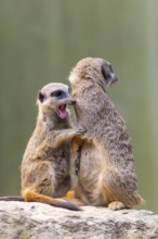 Meerkat (Suricata suricatta), occurrence Africa, captive, Baden-Württemberg, Germany, Europe