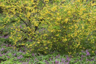 Forsythia 'Northern Gold' shrub and purple flowering plants in border in spring, Quebec, Canada,