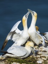 Northern Gannet, Morus bassanus, bird in flight over sea, Bempton Cliffs, North Yorkshire, England,