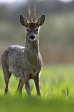 Roe deer standing attentively in a green meadow, surrounded by a tranquil natural setting, European