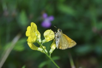 Thick-headed butterfly (Pompeius pompeius), June, Saxony, Germany, Europe