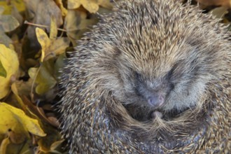 European hedgehog (Erinaceus europaeus) adult animal resting on fallen autumn leaves, England,