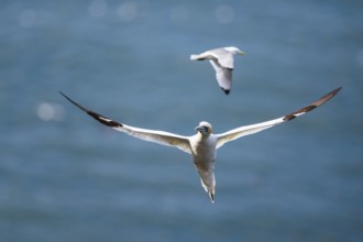 Northern Gannet, Morus bassanus, bird in flight over sea, Bempton Cliffs, North Yorkshire, England,