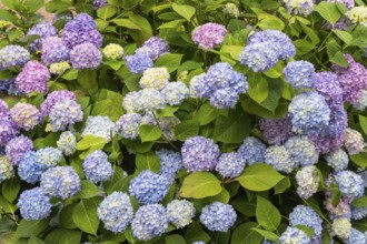 Hydrangea in bloom, Baden-Württemberg, Germany, Europe