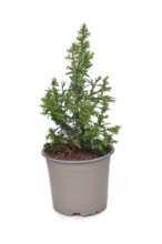 Small potted conifer tree plant on white background