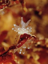 Macro shot of a white Striped Thick-billed Slug (Janolus christatus) on brown seaweed. Dive site