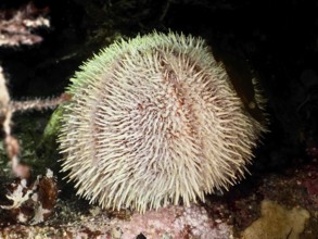 European edible sea urchin (Echinus esculentus) with numerous spines on the seabed. Dive site