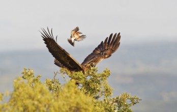 Golden eagle (Aquila chrysaetos) attacked by a jay, Extremadura, Spain, Europe