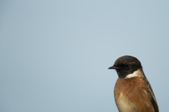 European stonechat (Saxicola rubicola) adult male bird head portrait, Suffolk, England, United