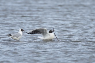 Black headed gull (Chroicocephalus ridibundus) two adult birds on a lagoon, one with nesting