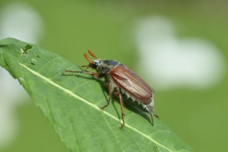 Northern cockchafer (Melolontha hippocastani), male, on a leaf of a horse chestnut (Aesculus