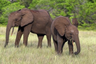 African forest elephants (Loxodonta cyclotis) in a clearing in Loango National Park, Parc National