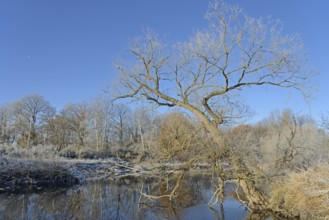 River landscape in winter with hoarfrost, reflection on the water surface, blue sky, North