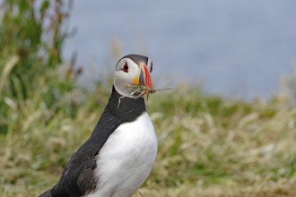 Puffin holding grass in its beak and standing on a grassy area with blurred background, Treshnish