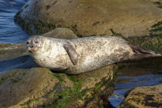 Harbor seal, phoca vitulina vitulina. Seal resting on a rock by the sea and watching. Forillon