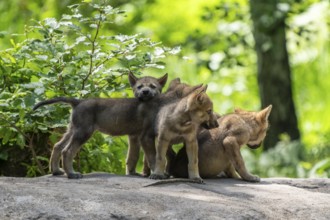 Four wolf pups curiously exploring a clearing in the dense forest together, European grey gray wolf