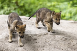 Two wolf pups running on sandy ground surrounded by green vegetation, European grey gray wolf