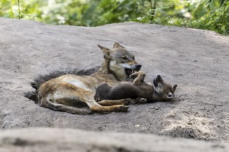 A wolf plays playfully with its young in a pit of earth in the forest, European grey gray wolf