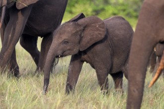 African forest elephant (Loxodonta cyclotis) in a clearing in Loango National Park, Parc National