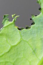 Caterpillars of the cabbage white butterfly, July, Germany, Europe